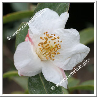 Camellia Hybrid 'Cornish Snow'