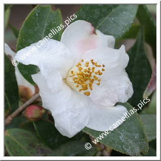 Camellia Hybride 'Cornish Snow'