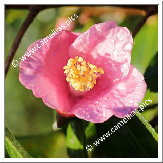 Camellia Hybride 'Cornish Spring'