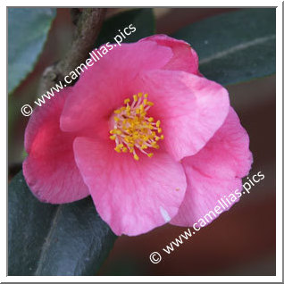 Camellia Hybrid 'Cornish Spring'