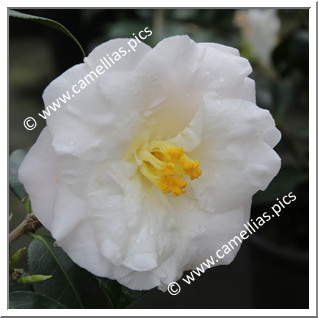 Camellia Japonica 'Coronation (US)'