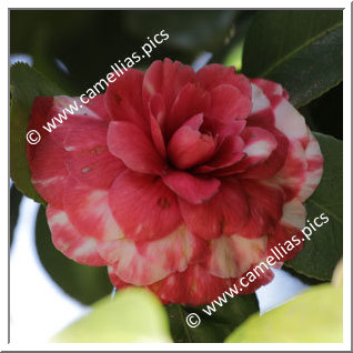 Camellia Japonica 'Corradino'