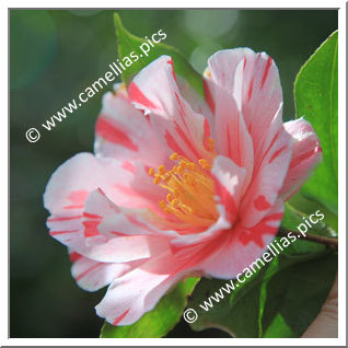 Camellia Japonica 'Corroboree'