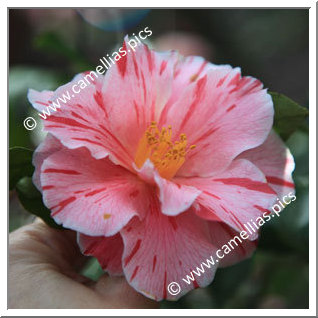 Camellia Japonica 'Corroboree'