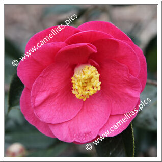 Camellia Hybride 'Côtes d'Armor'