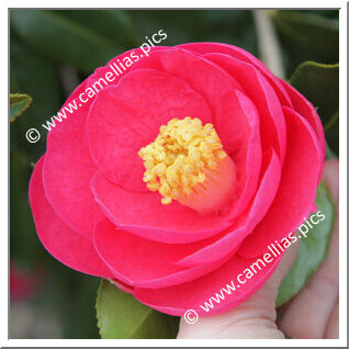 Camellia Hybride 'Côtes d'Armor'