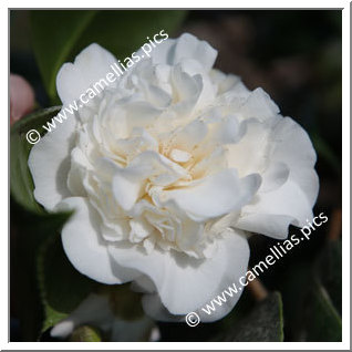 Camellia Japonica 'Cotton Tail'