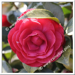 Camellia Japonica 'Countess of Belmore '