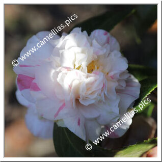 Camellia Japonica 'Countess of Derby'