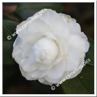 Camellia Japonica 'Countess of Orkney'