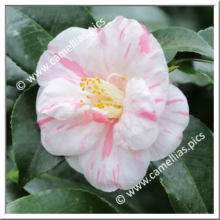 Camellia Japonica 'Courtesan'