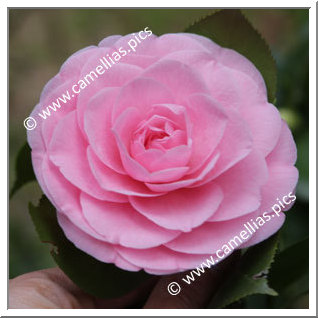 Camellia Japonica 'Cover Girl'