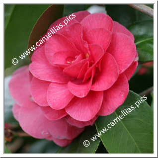 Camellia Japonica 'Covina'