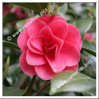 Camellia Japonica 'Covina'