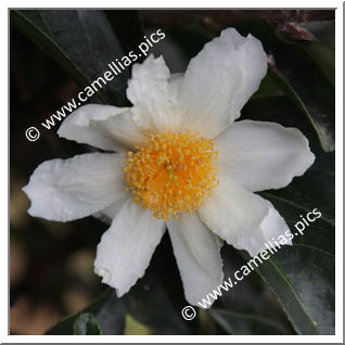 Camellia Species C. crapnelliana