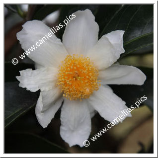 Camellia Botanique 'C. crapnelliana'