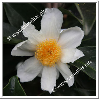 Camellia Species 'C. crapnelliana'