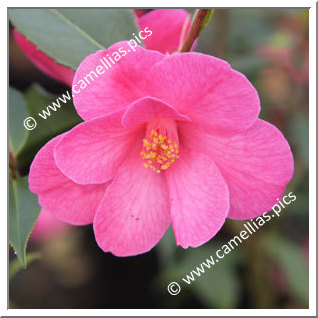 Camellia Hybrid 'Crimson Candles'