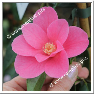 Camellia Hybrid 'Crimson Candles'