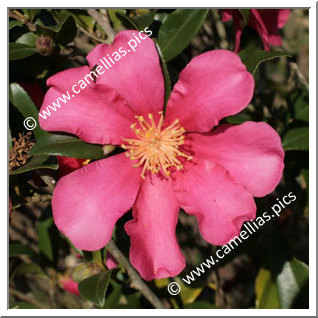 Camellia Sasanqua 'Crimson King'