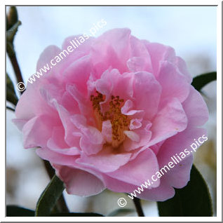 Camellia Hybrid C.x williamsii 'Crinkles'