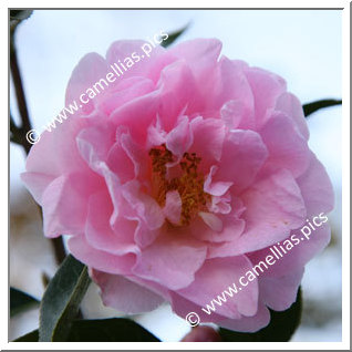 Camellia Hybride C.x williamsii 'Crinkles'