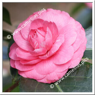 Camellia Japonica 'Cristoforo Colombo'