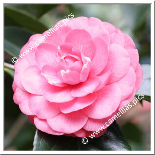 Camellia Japonica 'Cristoforo Colombo'