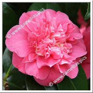 Camellia Japonica 'Lady Mary Cromartie'