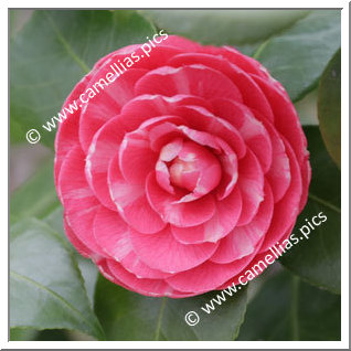 Camellia Japonica 'Cruciata'