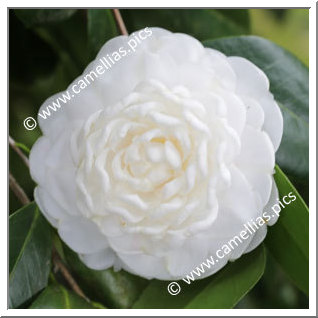 Camellia Japonica 'Cup of Beauty'