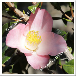 Camellia Hybrid C.x williamsii 'Cupcake'