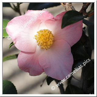 Camellia Hybride C.x williamsii 'Cupcake'