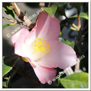 Camellia Hybrid C.x williamsii 'Cupcake'