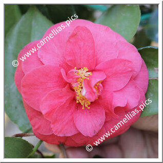 Camellia Japonica 'Curly Lady'