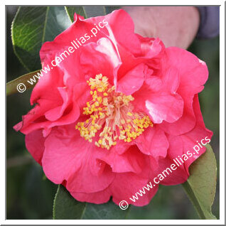 Camellia Reticulata 'Curtain Call'