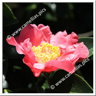 Camellia Reticulata 'Curtain Call'