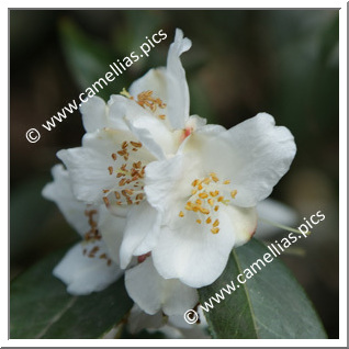 Camellia Botanique C. cuspidata