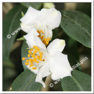 Camellia Botanique C. cuspidata