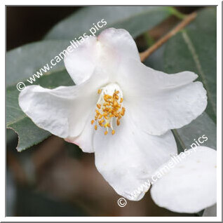 Camellia Species 'C. cuspidata var. grandiflora'