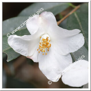 Camellia Botanique C. cuspidata var. grandiflora