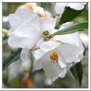 Camellia Botanique 'C. cuspidata var. grandiflora'