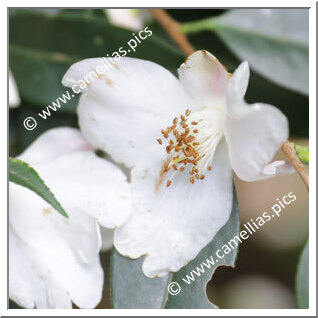 Camellia Species 'C. cuspidata var. grandiflora'