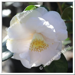 Camellia Japonica 'Mrs D.W. Davis'