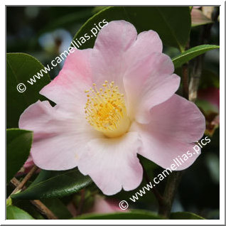 Camellia Hybride 'Dagmar Berghoff'