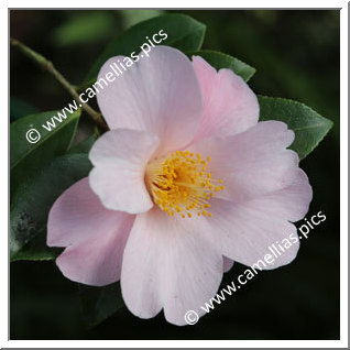 Camellia Hybrid 'Dagmar Berghoff'