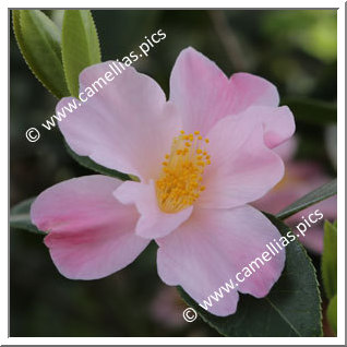 Camellia Hybride 'Dagmar Berghoff'