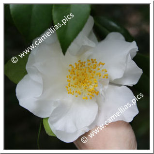 Camellia Japonica 'Daijôkan'