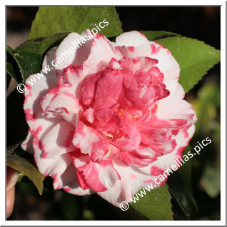 Camellia Japonica 'Daikagura'