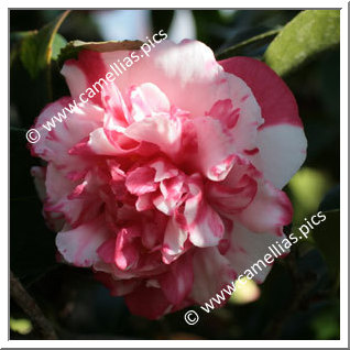 Camellia Japonica 'Daikagura'